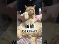 【猫ダンス🐾/優里~ビリミリオン】大好評だったビリミリオン2番を踊ってみたよ~ #cat #猫 #shorts
