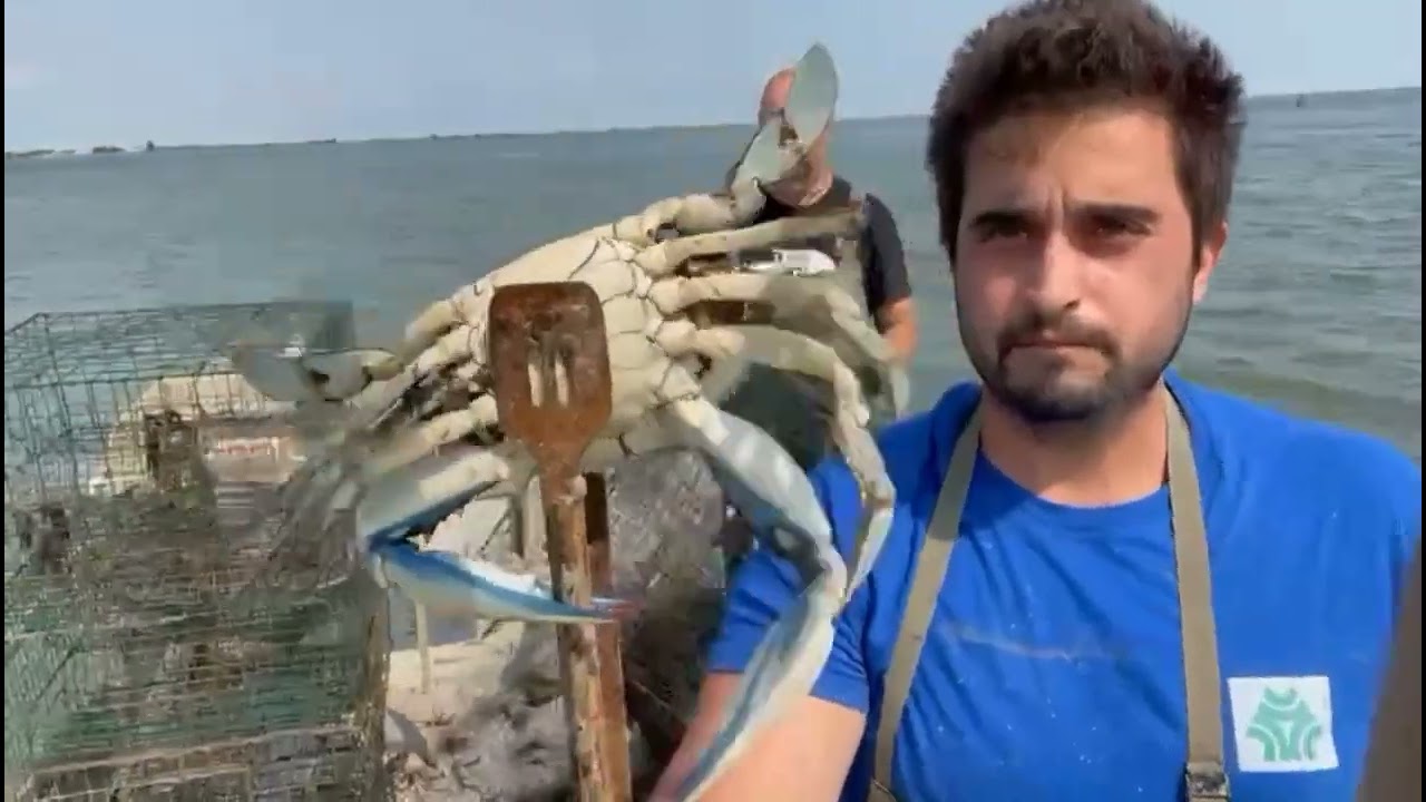 Granchio blu la disinfestazione non ha effetti