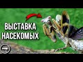 ВЫСТАВКА НАСЕКОМЫХ // ПАУКИ, ПАЛОЧНИКИ, БОГОМОЛЫ // AntKeeper