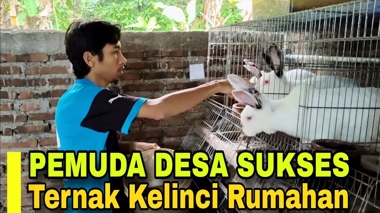 JUAL 1 TON KELINCI PERBULAN || PEMUDA DESA SUKSES TERNAK KELINCI 