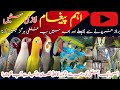 These precautions after buying birds | اس ایک غلطی کی وجہ سے لوگوں کا کافی نقصان ہوگیا ہے آپ بچیں!