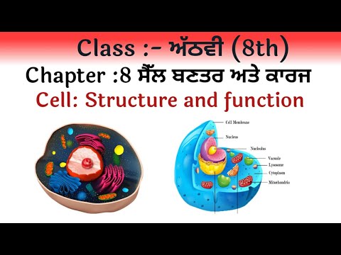 ਕਲਾਸ ਅੱਠਵੀ (8th) Chapter -8 । ਸੈੱਲ, ਬਣਤਰ ਅਤੇ ਕਾਰਜ। Cell Structure and function| Science In Punjabi|