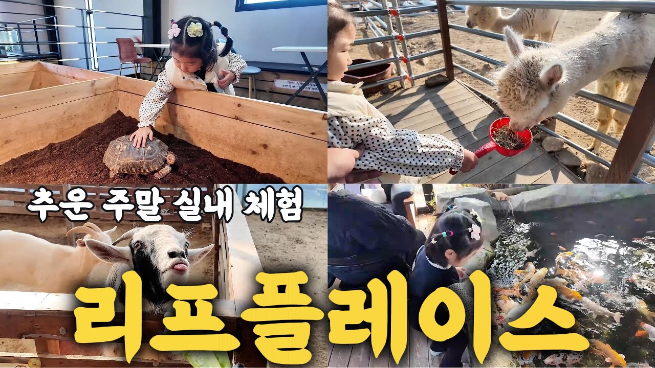 용인에 이런 곳이 있었어? l 먹이체험부터 신기한 동물까지… 아이가 눈을 못 떼던 이곳은?