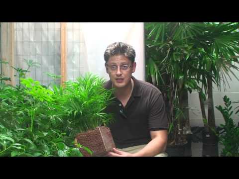 MIPS Project: Greenspacers