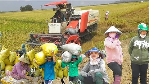 Máy cắt trung quốc cắt lúa đài thơm giá 6600₫ cò Sinh còn 6500₫K tập29# maibangtv