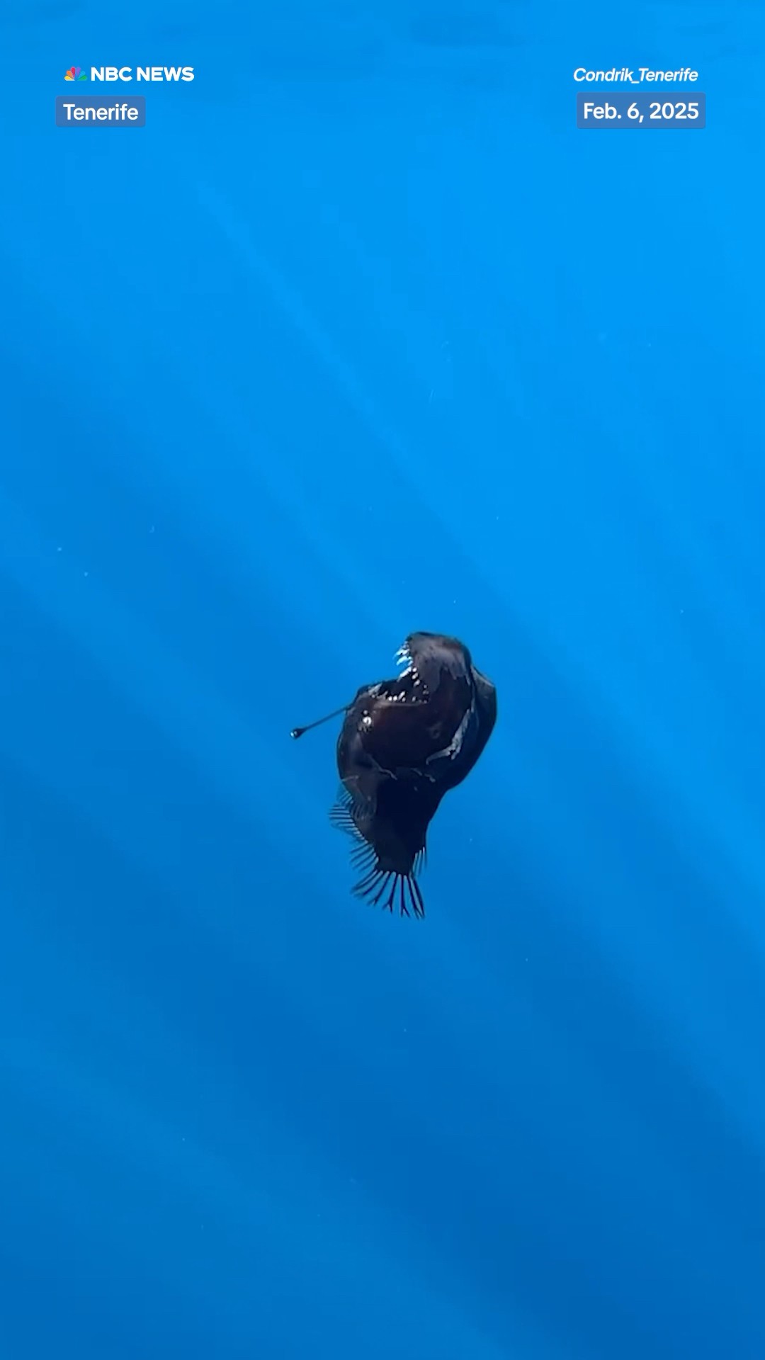 Researchers in Spain record an adult abyssal anglerfish off the coast of Tenerife.