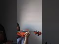 A Ele a Glória - Solo Instrumental de Violino