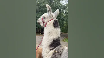 Funny Llama Sounds Shorts Llamas Funnyanimals 