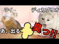 【猫ミーム】ディカプリオに桃をペロンチョされてる最中に爆屁をかました話＃猫マニ＃猫ミーム