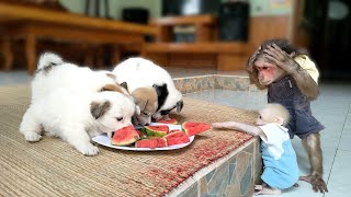 Mimi and Su carelessly let the puppies eat all the watermelons