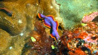 002 FUCHSIA FLATWORM KOMODO NATIONAL PARK DIVING