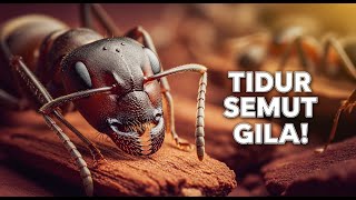 Rahasia Pola Tidur Semut Yang Bikin Pekerja Kaget!