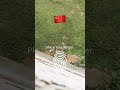 Where are you from