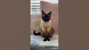 The most beautiful cat🥹 #siamese #catlover #shorts