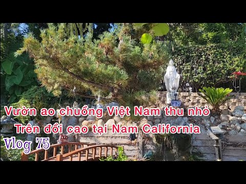 Video review chanh dây vàng và tím, nuôi ốc bưu trên đồi cao... - youtube