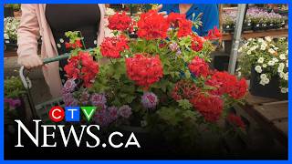 Deadheading flowers for bigger longer-lasting blooms