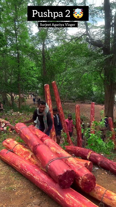 Pushpa 2 Chandan Ka lakadi shooting ready Pushpa 2 |  2024 Allu Arjun | #ytshorts #shorts #viral