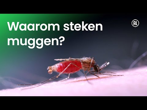 Video: Bijten muggen mensen?