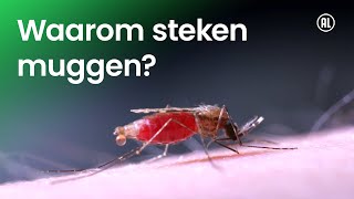 Waarom steken muggen?