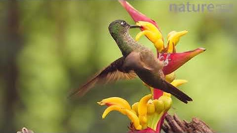 Slow motion shot of a Rufous tailed hummingbird drinking nectar, Mindo, Ecuador