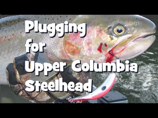 Plugging for Upper Columbia Steelhead 