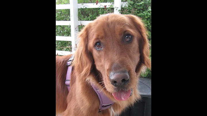 Adopt A Golden Retriever - Jo Jo - Golden Retriever Rescue Resource