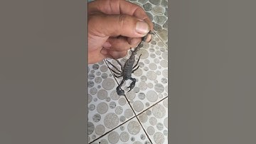 ai đã bị bọ cạp chích bao giờ chưa #shots