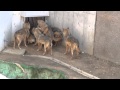 多摩オオカミ一家　　オオカミ一家の帰宅