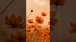 [TWE] Soft Sunset Blooms screenshot 2