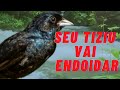 Seu Tiziu vai ficar louco com esse vídeo. Fêmea de Tiziu macheando e macho cantando.