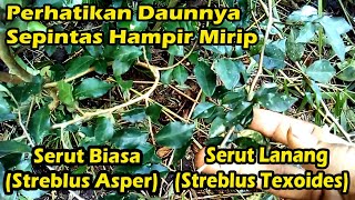 Perbedaan Serut Lanang Dan Serut Biasa Youtube