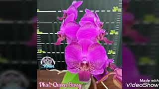 Реанимация орхидеи фаленопсис. Queen Barry.