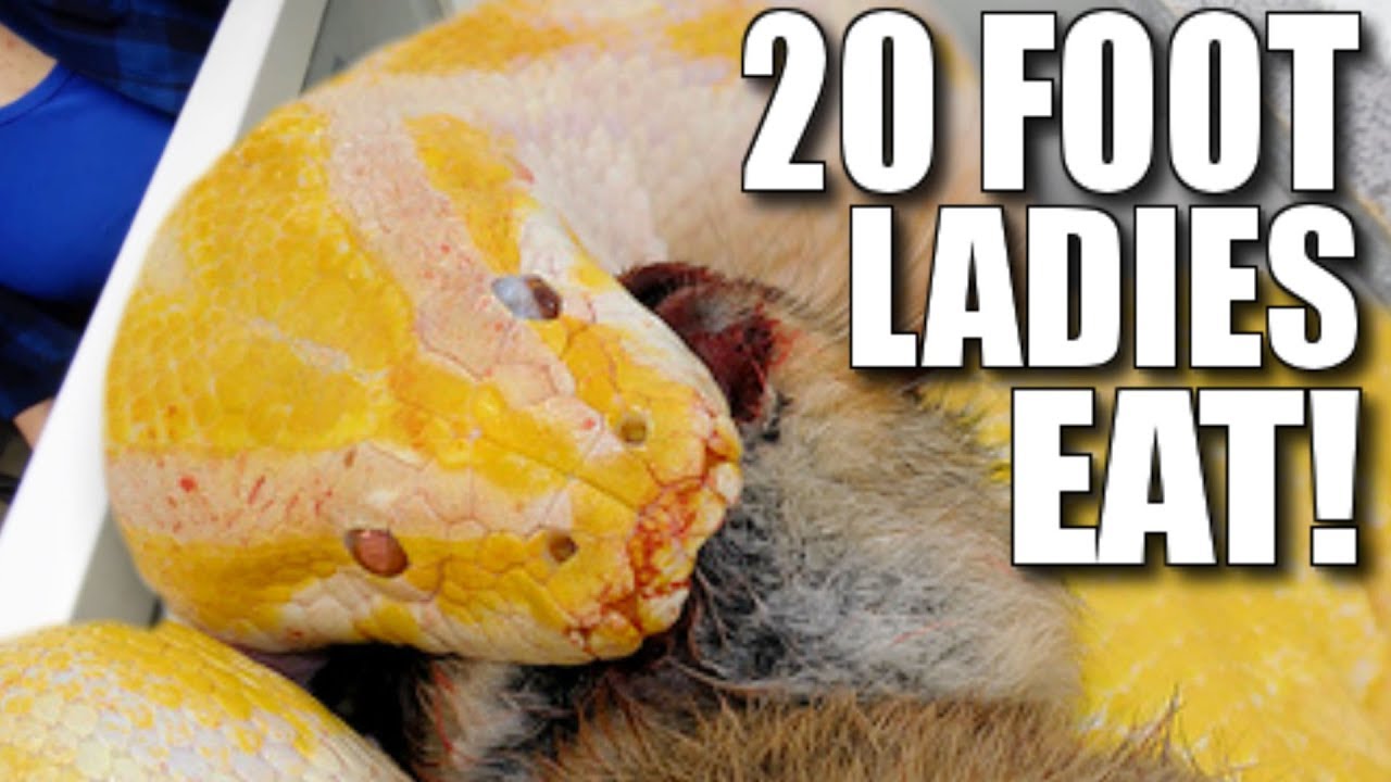 vlogs in spanish WHEN HUGE SNAKES EAT!!!! | BRIAN BARCZYK