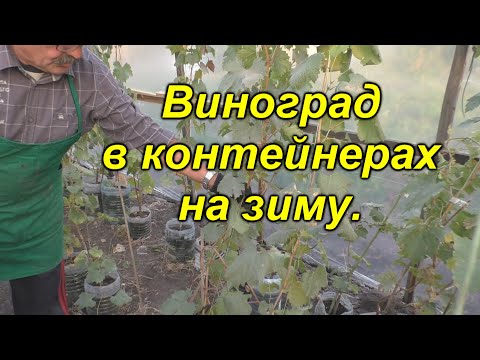 Видео: Можно ли выращивать виноград в контейнерах - Как вырастить виноград в контейнере