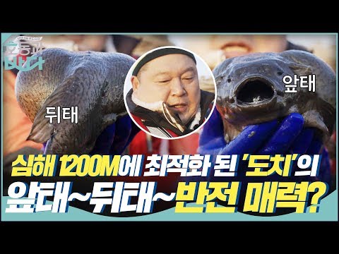 심해 1200M에 최적화된 &amp;#39;도치&amp;#39;의 <strong>앞태</strong>~♡ 뒷태~♡ 반전 매력? | 호동과 바다 Hodong and Sea EP.2