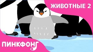 Пингвин — Пингвин-Император | Песни про Животных | Пинкфонг Песни для Детей Пингвин — Пингвин-Император | Песни про Животных | Пинкфонг Песни для Детей