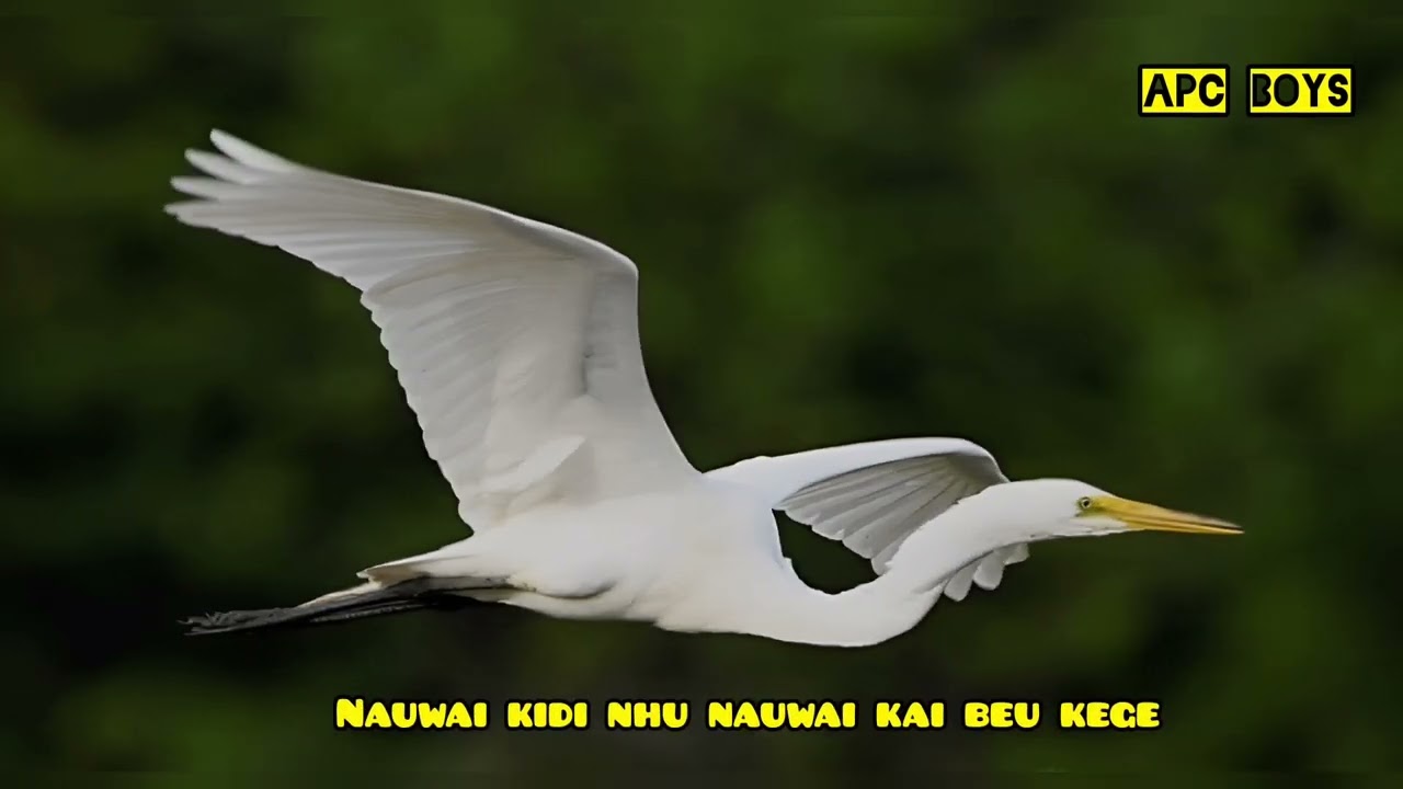 NAUWAI KIDI NHU AKIKAI BEU KEGE YE🌴APC BOYS🌴2025 LAGU TERBARU OFFICIAL