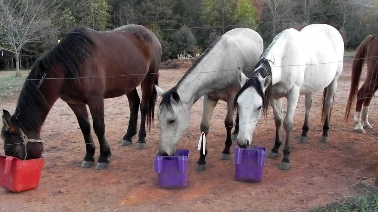 10302011 Horse feeding routine Part 2.MOV YouTube