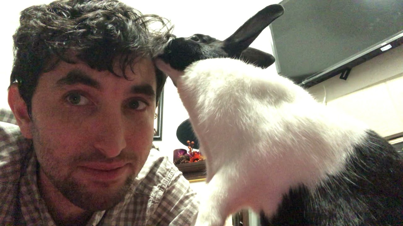Pepper the Bunny Rabbit Won't Stop Licking Me! YouTube