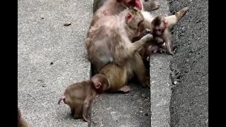 Baby monkeys spending calmly by Baby Monkey J 1,123 views 2 months ago 2 minutes, 1 second