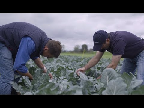 Video: Jod Til Kål: Toppdressing I Det åpne Feltet, Behandling Mot Insekter Og Skadedyr. Hvordan Fortynnes Med Myse Eller Melk, Såpe Og Strålende Grønt?