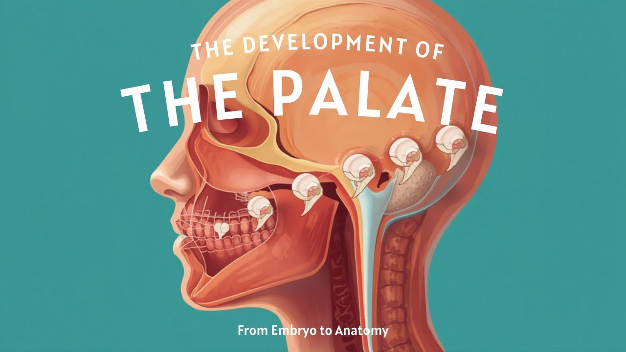 Development of Palate  |Embryology|Primary and Secondary Palate|Easy Explanation||Anatomy