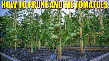 Kolik rostlin rajčat můžete umístit do klece na rajčata?