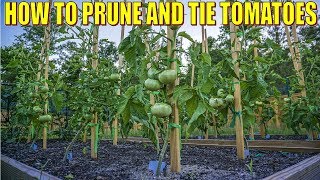 How To Stake, Prune And Tie Tomatoes  Single Stem Pruning Method