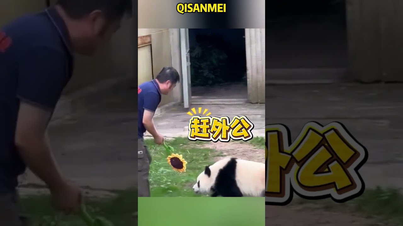 Фирменный замок на бедре Санмея снова здесь 