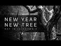 Arboribus // New Year New Tree // Woodland Photography