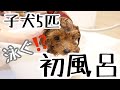 【子犬お風呂動画Vlog】トイプードル子犬5匹初めてのお風呂デビューで泳ぐ?wドライヤーは怖がるのか??大注目!