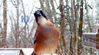 The Eurasian jay got spooked by a real crow and became suspicious of its behavior....