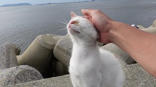 防波堤の野良猫達が次々とモフられに来てカワイイ