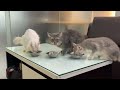 3匹の猫の毎日の楽しみは、おいしいスープを食べることです